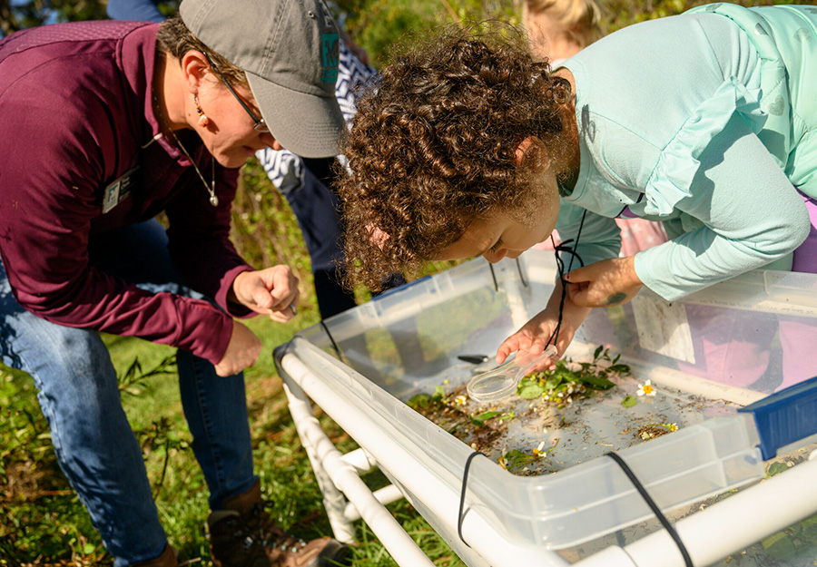 young child leans over a plastic bin and uses a magnifying glass to look at the insects and plants collected in the bin