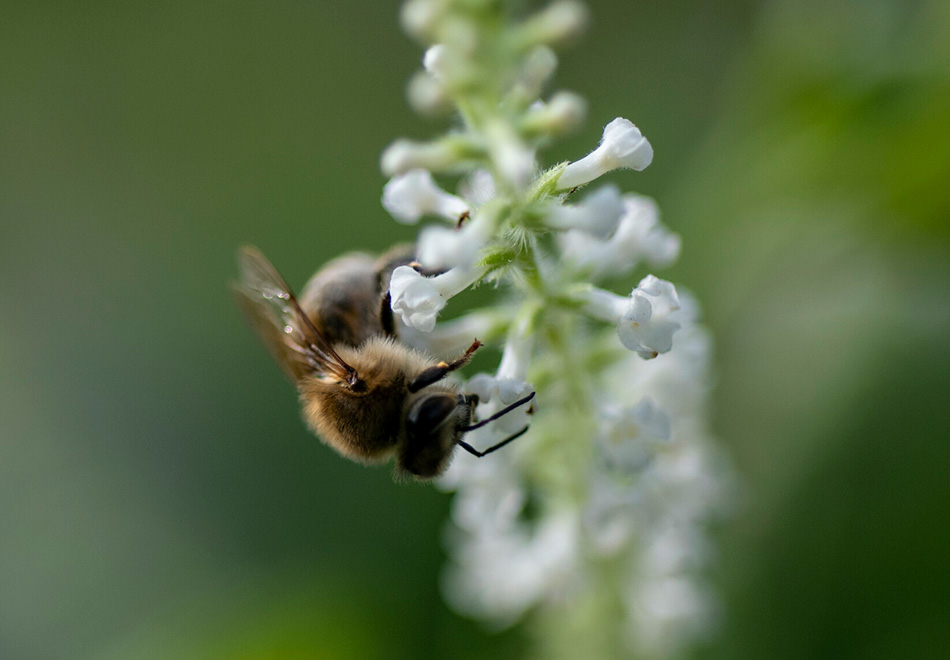 close up of a bee on a frond of tiny white flowers