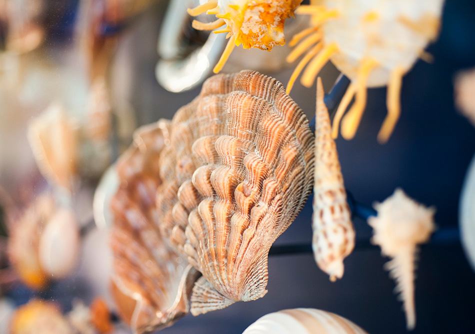 close up of a selection of shells mounted on a wall behind glass showing a clam-like shell with wavy texture like it was knitted, a long spired snail shell and another shell with long yellow protrusions on its body