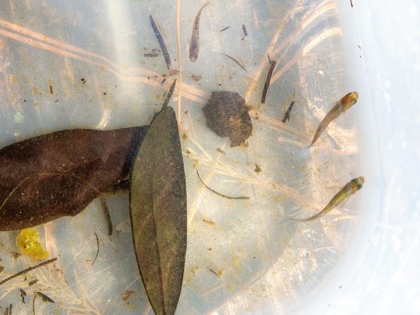 small fish in plastic bin