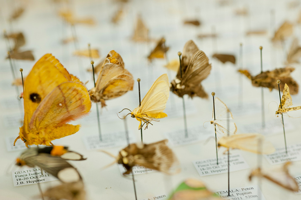 a number of different types of small moth specimens are pinned to a white surface