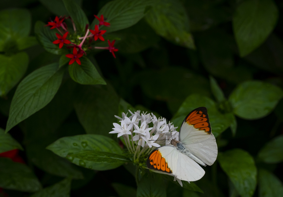 orange and white butterfly on white flowers
