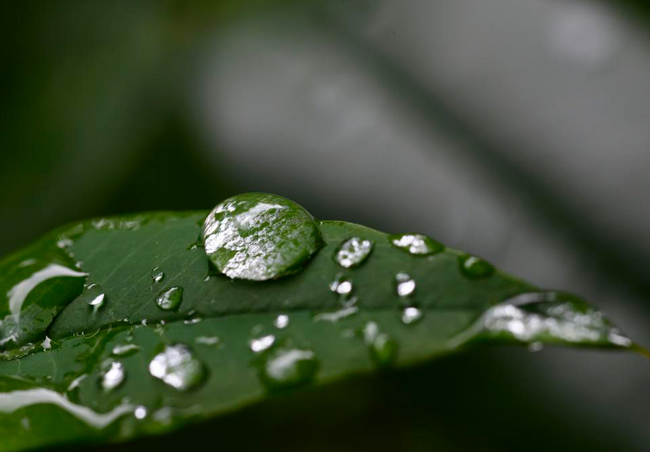 water droplets on a leaf