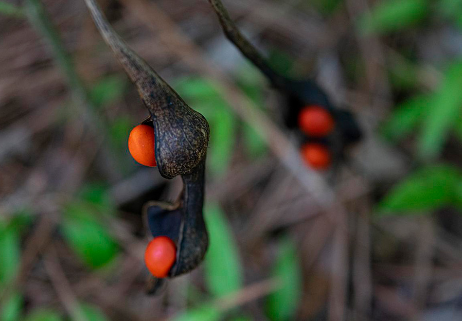 Coral Bean orange-red seeds and brown seed pods