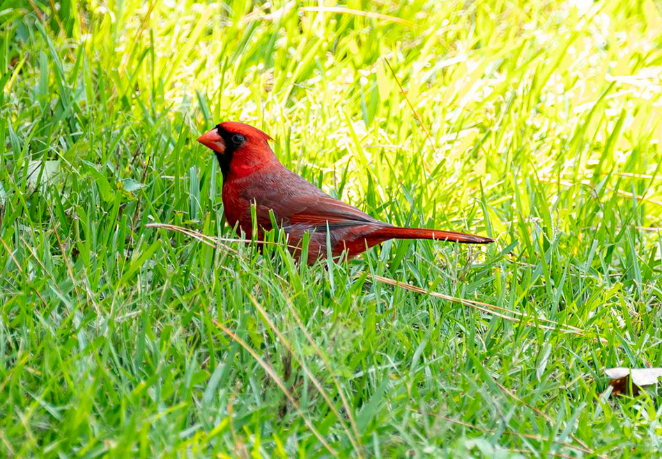 red cardinal in green grass