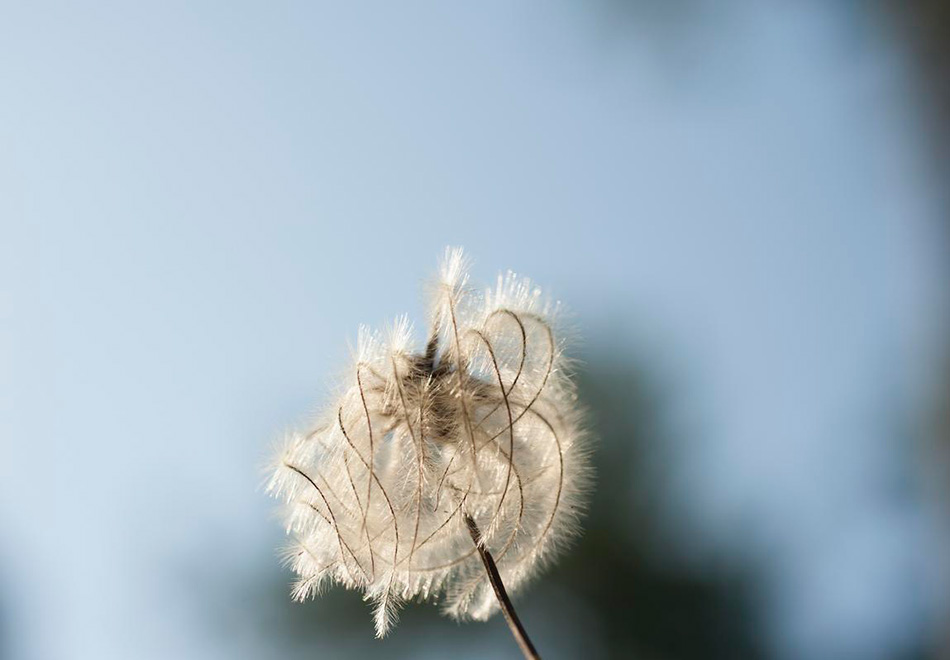 dry seed head fluff in the sunlight