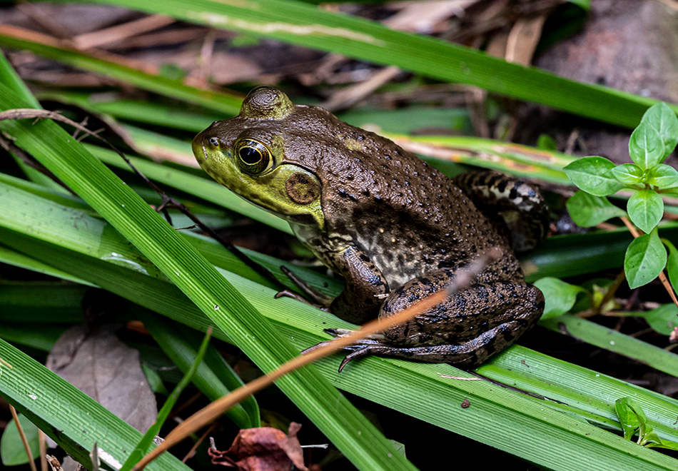 frog on grass