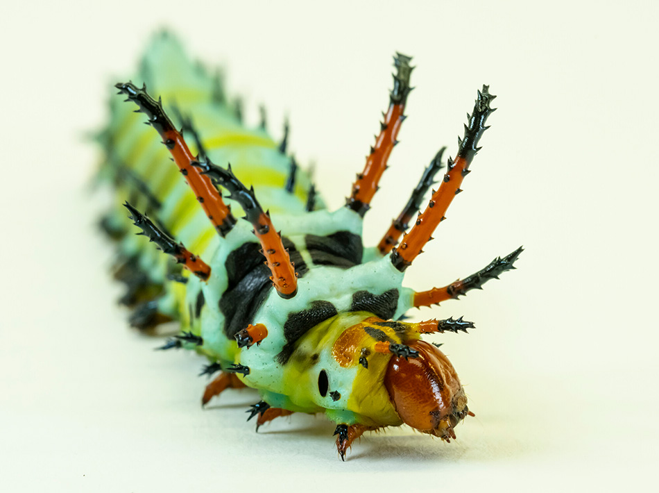 a large pale green caterpillar with black blotches has large barbed spines protruding from its shoulders and running down its back in smaller sizes