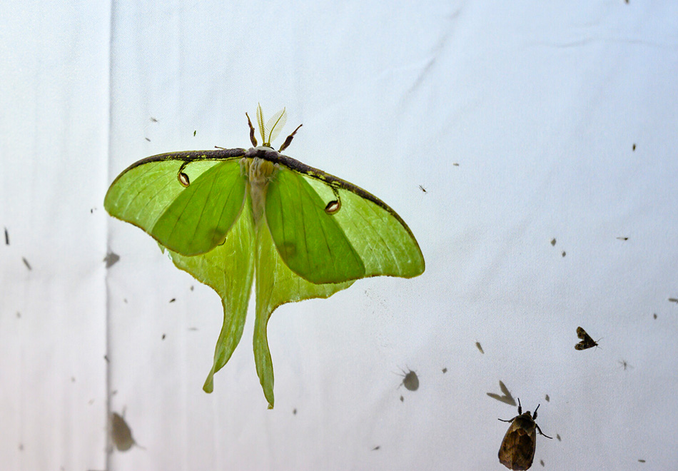 a large pale green moth with elaborate tails on its wings is at res on a lighted sheet next to a smaller moth and other tiny insects