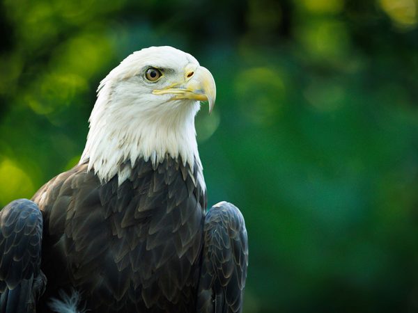 portrait of a bald eagle perched and at rest against a background of leafy green