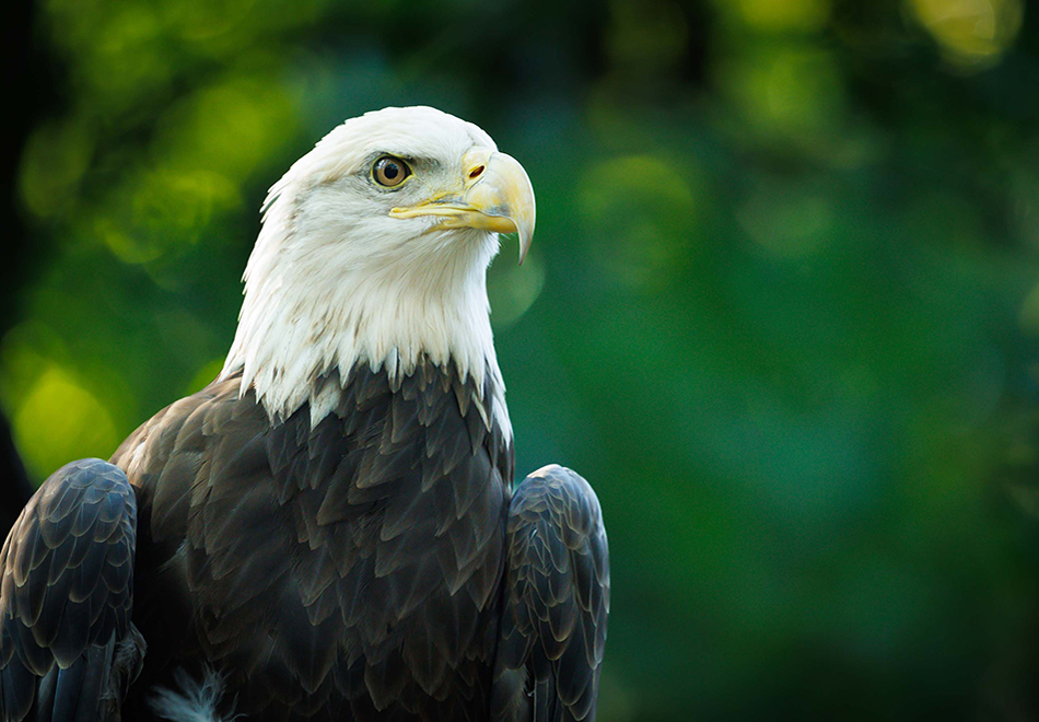 portrait of a bald eagle perched and at rest against a background of leafy green