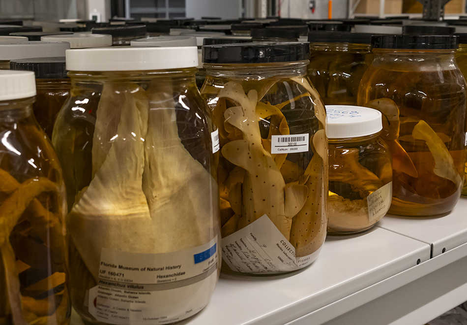 jars with specimens on a shelf