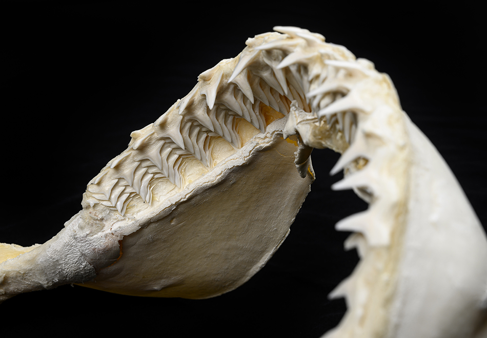 shark jaw