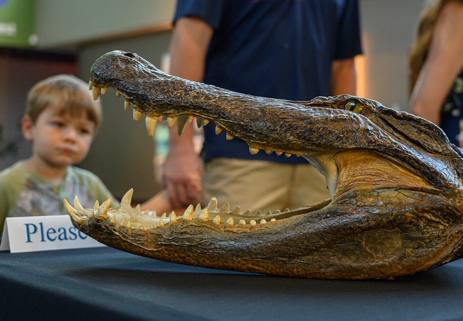 close up of a preserved alligator head on display on a table in a public event