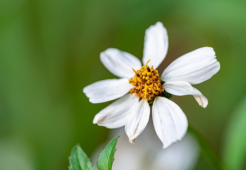 white flower
