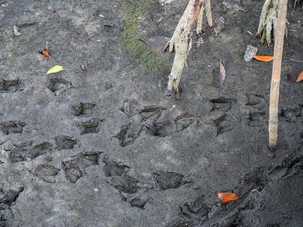 Duck footprints in the mud.