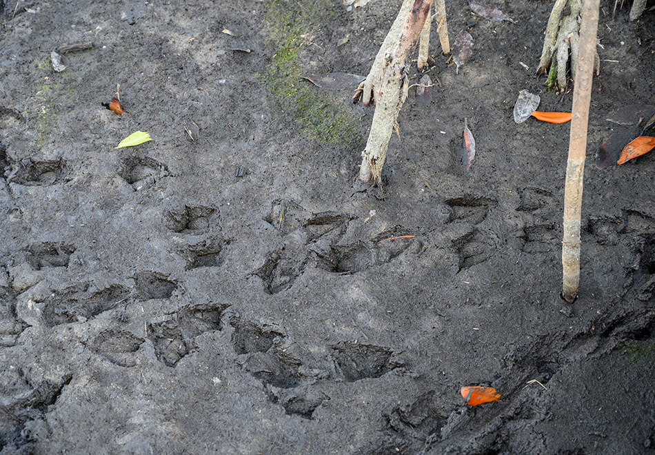 Duck footprints in the mud.