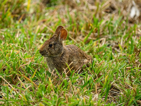 Brown rabbit in the grass