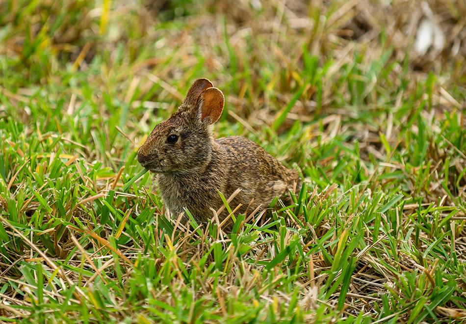 Brown rabbit in the grass