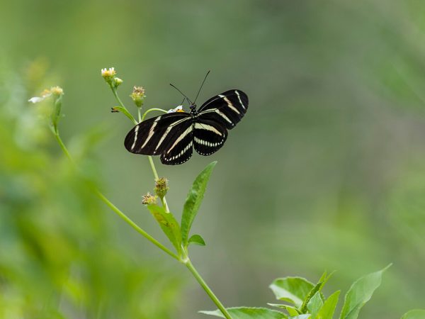 black and yellow butterfly on wildflowers