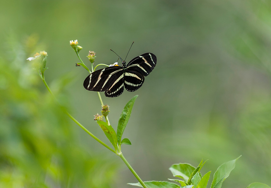 black and yellow butterfly on wildflowers