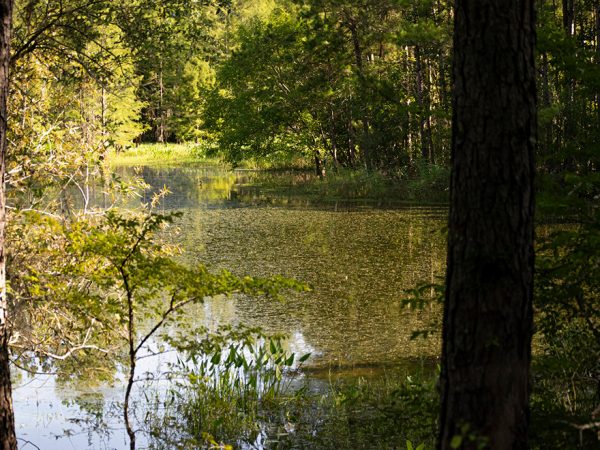 pond and trees in Pond, swamp in the Natural Area Teaching Laboratory.