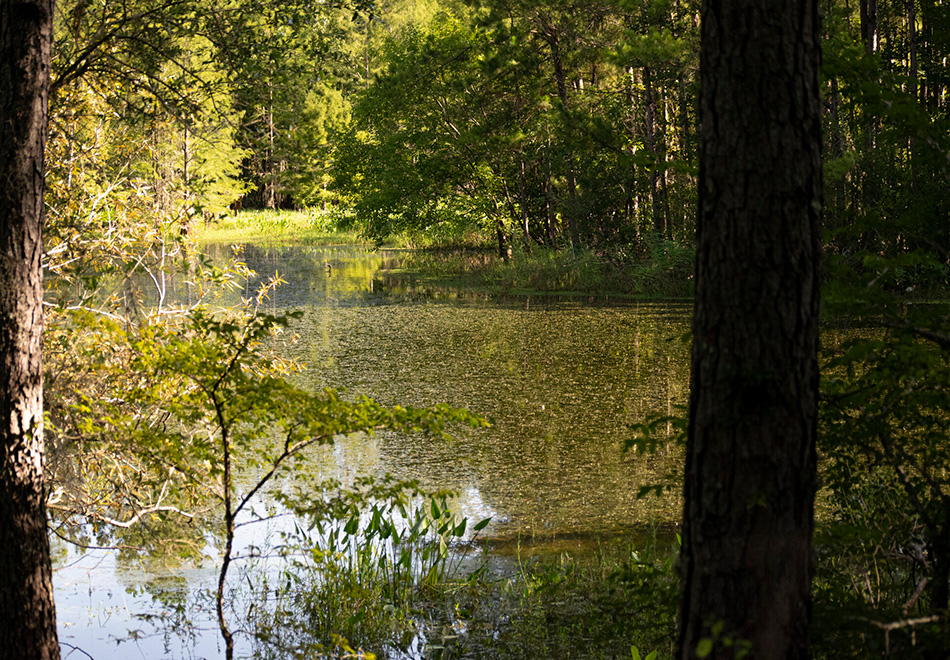 pond and trees in Pond, swamp in the Natural Area Teaching Laboratory.