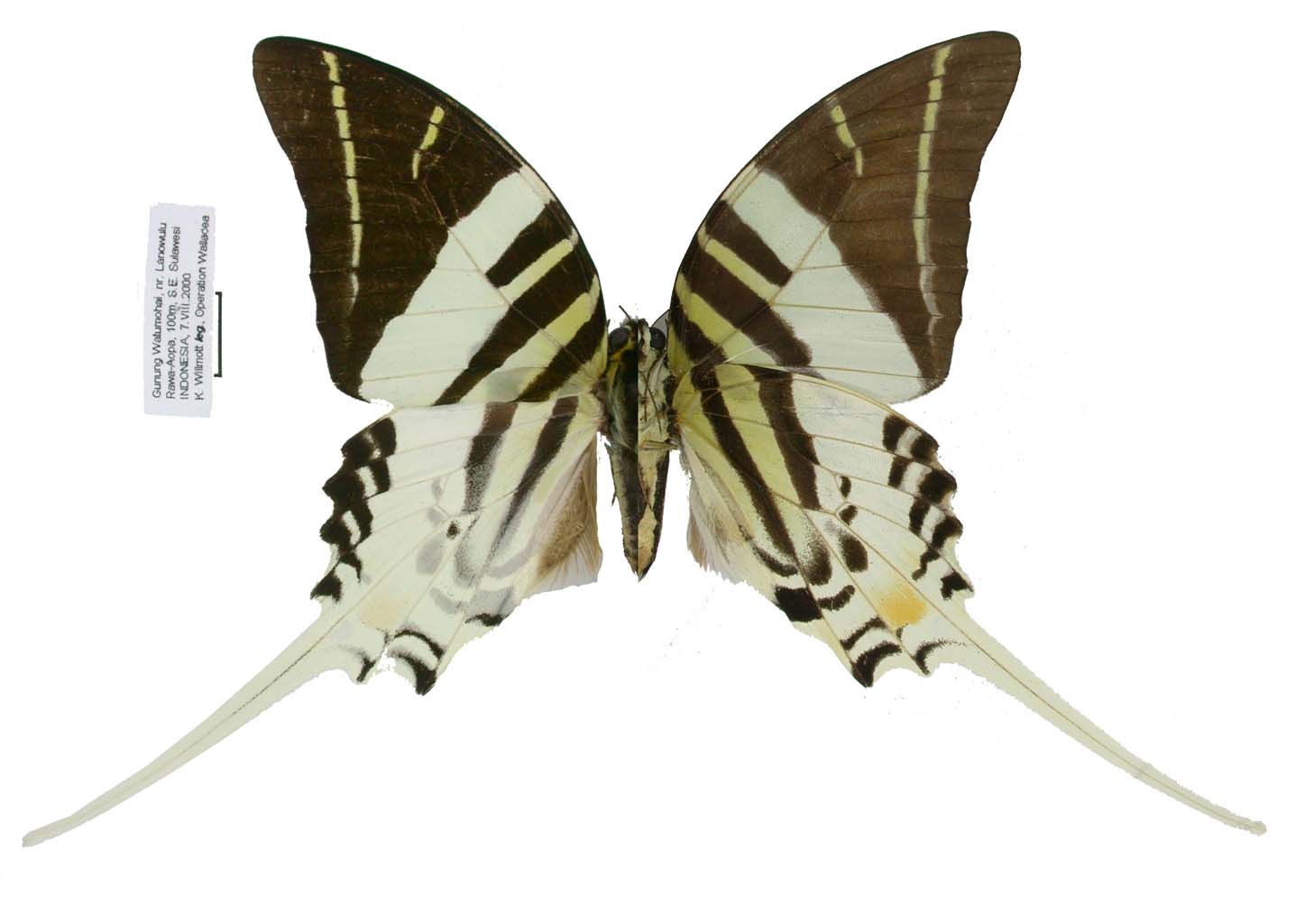 m Indonesia - Central Sulawesi Papilionidae Butterfly Papilio sataspes 