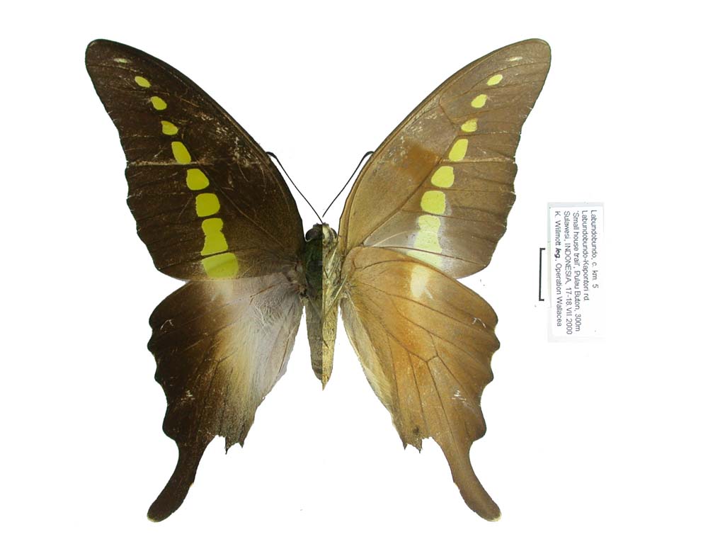 m Papilionidae Butterfly - Bali Indonesia Papilio peranthus ssp transiens 