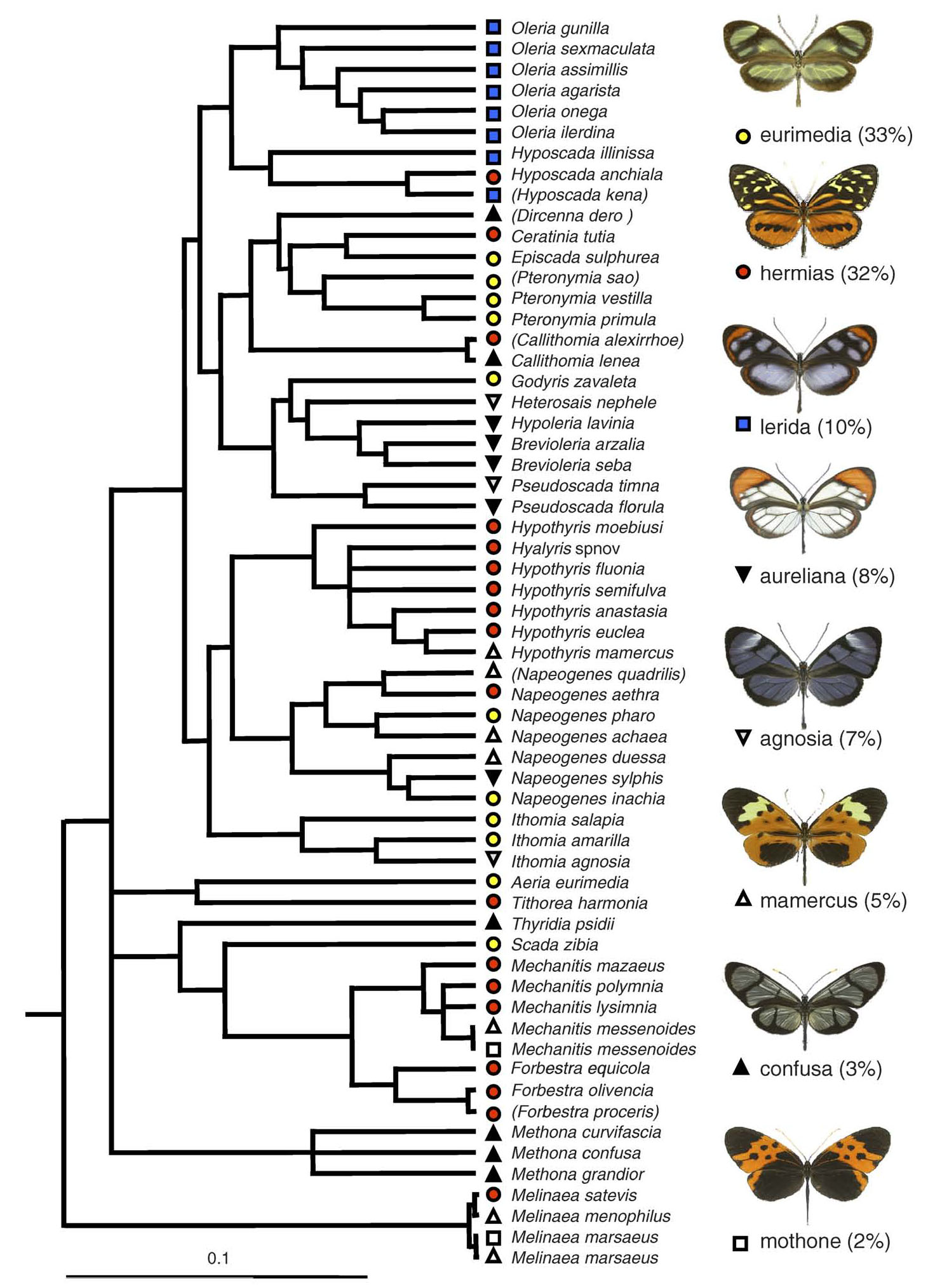 Amazonian ithomiine community