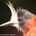 White-plumed antbird