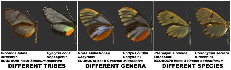 Co-mimetic ithomiine species