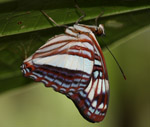 adelpha