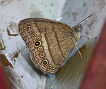 Systematics and evolution of Euptychiina