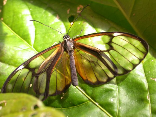 Hyalenna paradoxa adult, KRW-