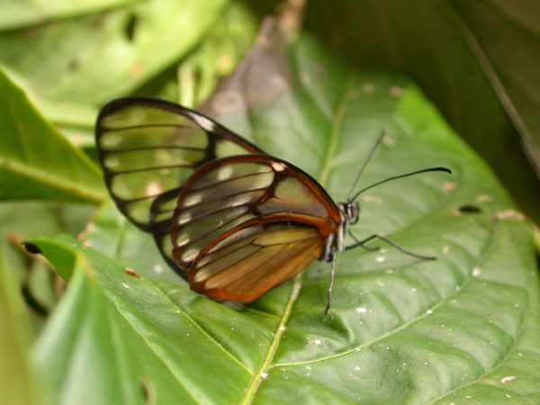 Hyalenna paradoxa adult, KRW-