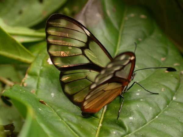 Hyalenna paradoxa adult, KRW-