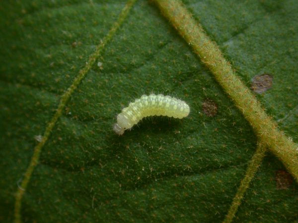 Dircenna adina 2nd instar, KRW-119