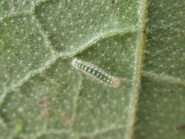 Dircenna adina 2nd instar, KRW-35