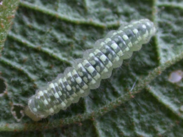 Dircenna adina 2nd instar, KRW-49-1
