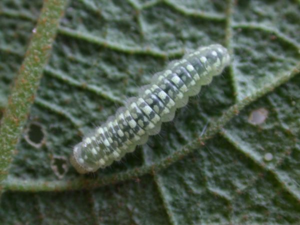 Dircenna adina 2nd instar, KRW-49-1