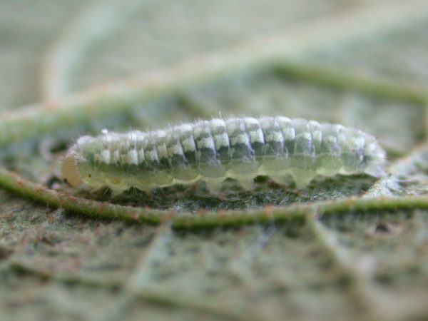 Dircenna adina 2nd instar, KRW-49-1