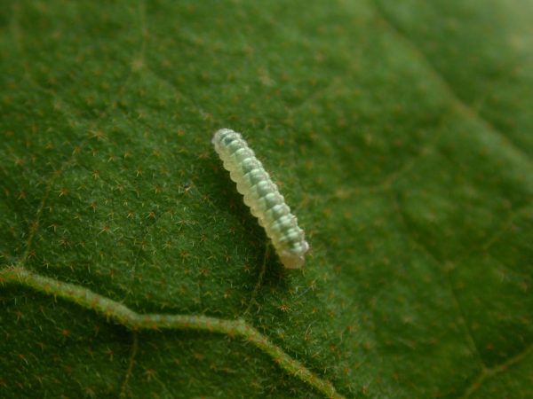 Dircenna adina 3rd instar, KRW-119