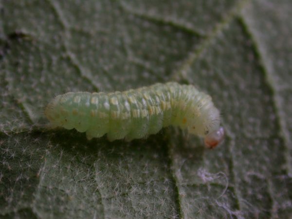 Dircenna adina 3rd instar, KRW-119