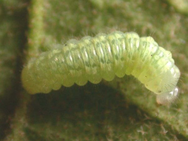 Dircenna adina 3rd instar, KRW-188