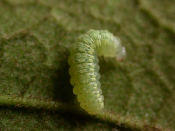 Dircenna adina 3rd instar, KRW-188