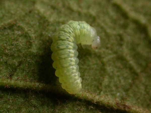 Dircenna adina 3rd instar, KRW-188
