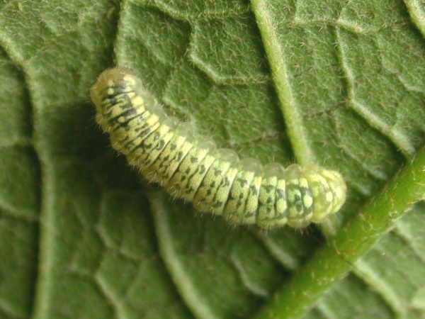 Dircenna adina 3rd instar, KRW-260