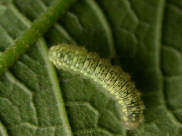 Dircenna adina 3rd instar, KRW-260