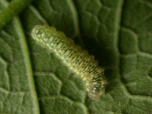 Dircenna adina 3rd instar, KRW-260